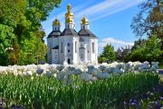 У Чернігові разом із каштанами розцвіли молоді сакури