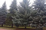 У Чернігові вперше пересадять великі ялини за допомогою спеціальної техніки