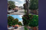 У Чернігові запропонували адресну програму заміни перерослих дерев вздовж вулиць на цей рік