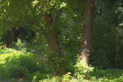 За одне видалене дерево у місті комунальні служби мають посадити два