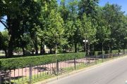 Усі дерева, висаджені минулого року на вулиці Шевченка, прижилися