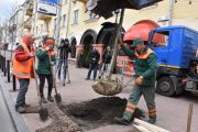 У Чернігові по проспекту Миру висадили сакури