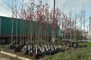 У Чернігові працівники міської ради візьмуть участь у висаджуванні зелених насаджень