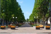 Озеленення проспекту Миру в Чернігові (Фоторепортаж)