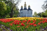 Які квіти та дерева вже висадили на вулицях Чернігова