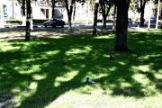 Сквер ім. Богдана Хмельницького готують до відкриття (ФОТОРЕПОРТАЖ)