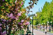 Цієї весни у Чернігові мають висадити більше 600 дерев