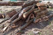 Перелік лісових ділянок для самостійного збору населенням деревини паливної для побутових потреб