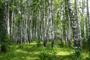 Облаштування Березового гаю буде проведено вже в цьому році