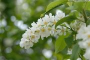 Висадження черемхової Алеї пам'яті